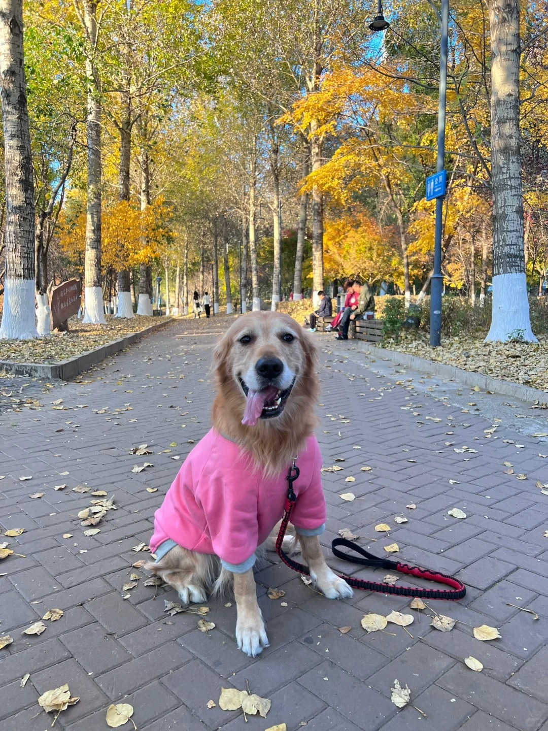 Pet Travel Tips, Checklist, and How to Be Prepared